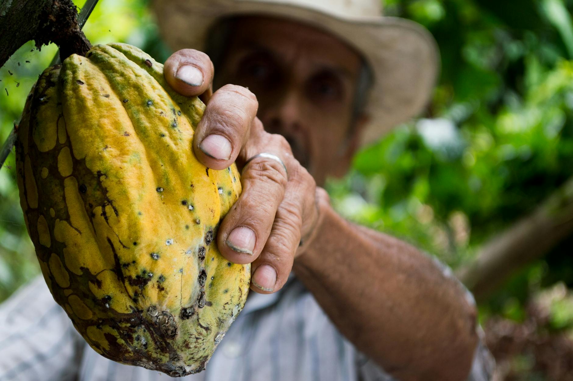 man picking yellow cocoa fruit