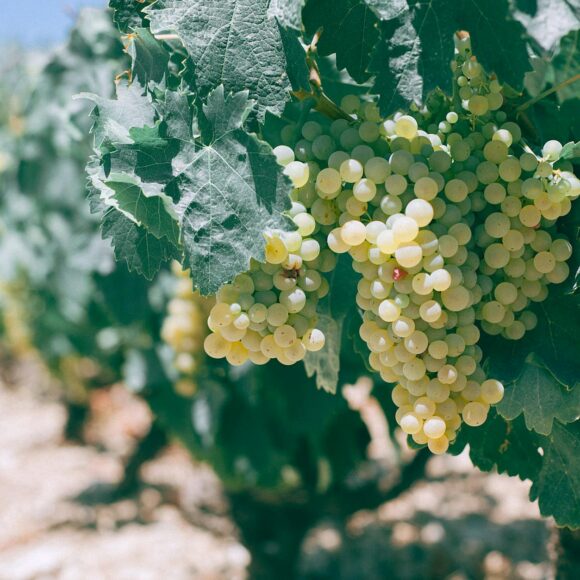 ripe green grapes growing in vineyard on sunny day