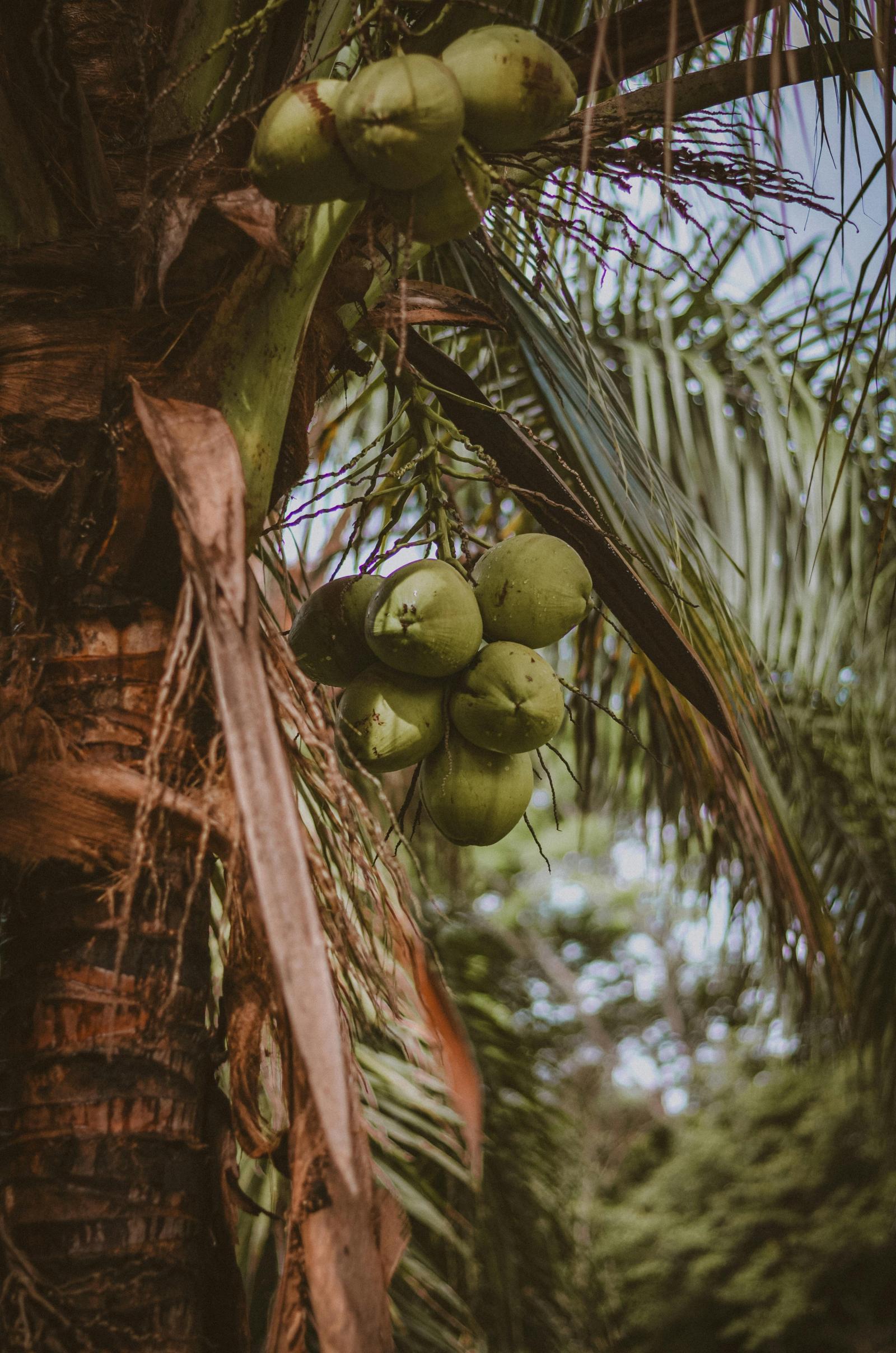 coconut » 可愛曼谷 NARAK.CLUB